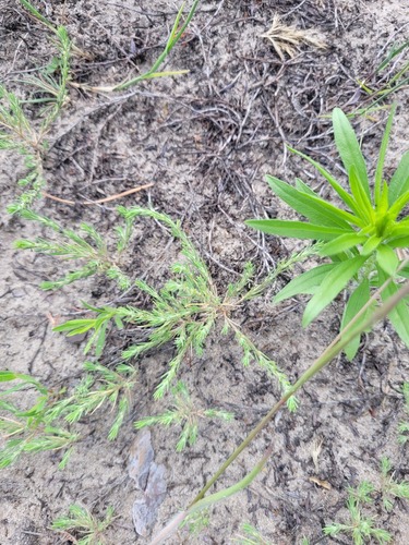 Giant Needleleaf (Polycnemum majus)