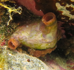 Asterocarpa coerulea
