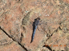 Orthetrum ransonnetii