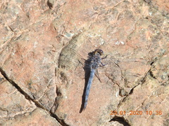 Orthetrum ransonnetii