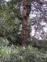 Podocarpus macrophyllus