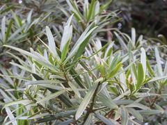 Podocarpus macrophyllus