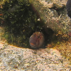 Parablennius laticlavius