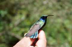 Colibri thalassinus