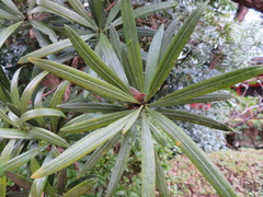 Podocarpus macrophyllus