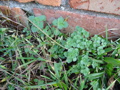 Veronica hederifolia