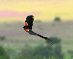 Euplectes progne progne