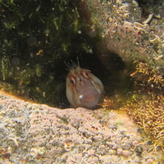 Parablennius laticlavius