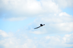 Euplectes progne progne