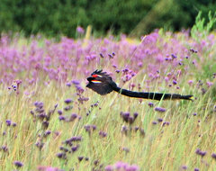 Euplectes progne progne