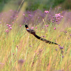 Euplectes progne progne