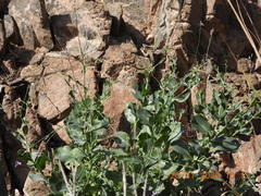 Physorhynchus chamaerapistrum