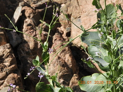 Physorhynchus chamaerapistrum