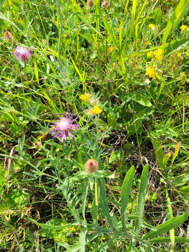 Feather-Head Knapweed (Centaurea trichocephala)