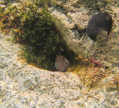 Parablennius laticlavius
