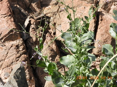 Physorhynchus chamaerapistrum