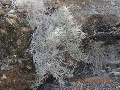 Plocama aucheri