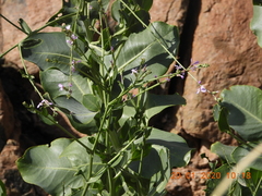 Physorhynchus chamaerapistrum