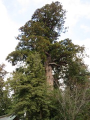 Cryptomeria japonica