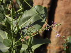 Physorhynchus chamaerapistrum