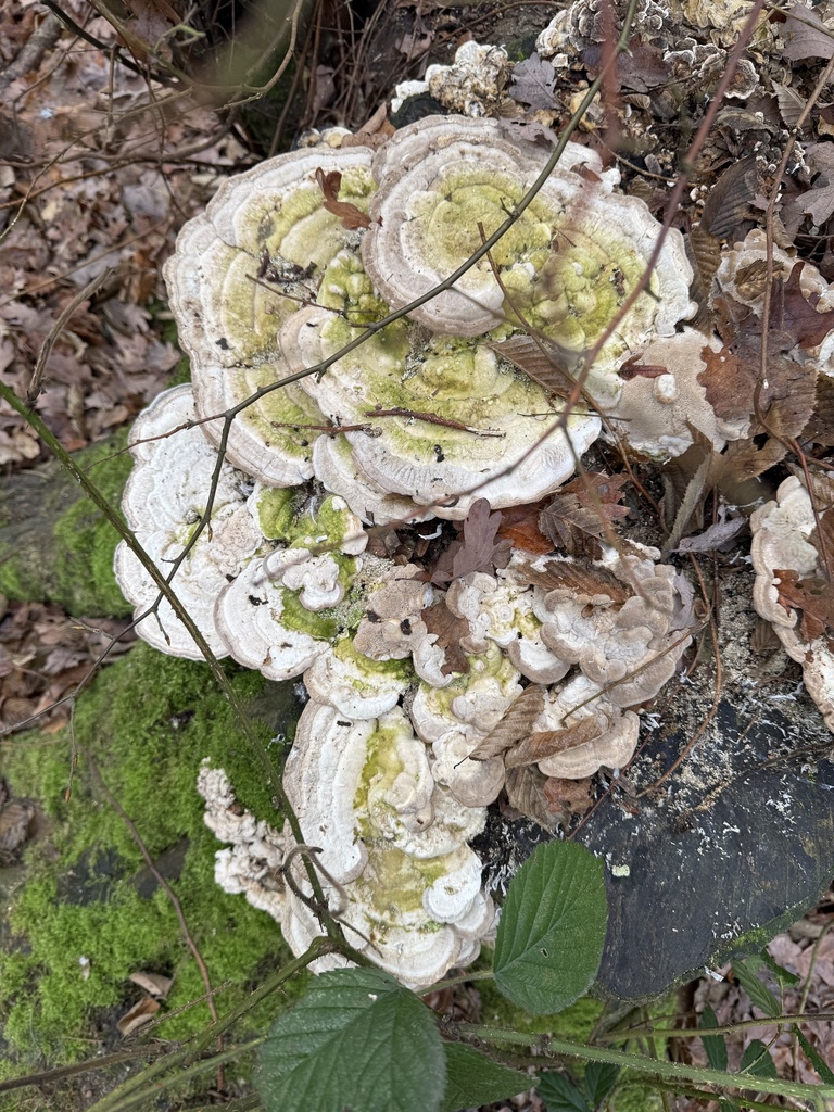 Trametes gibbosa · December 2025 · photo: © cjoynson (iNaturalist, cc0)