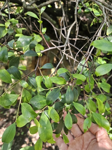 Hedgehog Tree (Pterocelastrus echinatus)