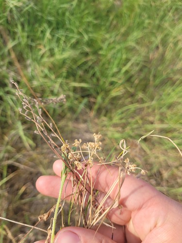 Keeled-fruited Cornsalad (Valerianella carinata)