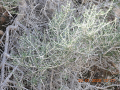 Plocama aucheri