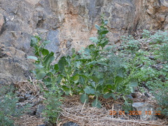 Physorhynchus chamaerapistrum