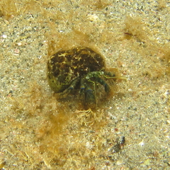 Pagurus novizealandiae