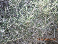 Plocama aucheri