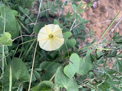 Ipomoea obscura var. obscura image