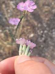 Dianthus polymorphus, photograph (c) Dmitriy Bochkov, some rights reserved (CC BY)