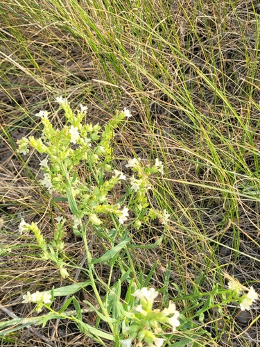 Yellow Alkanet (Anchusa ochroleuca)