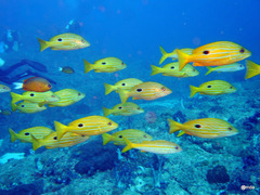 Lutjanus coeruleolineatus