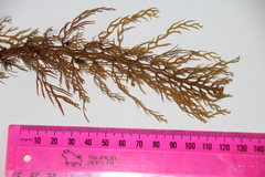 Carpophyllum plumosum