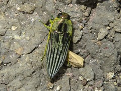 Pelecopselaphus
