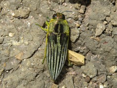 Pelecopselaphus