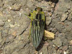 Pelecopselaphus