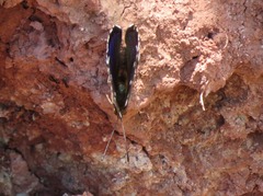 Dynamine gisella