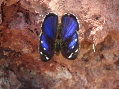 Dynamine gisella