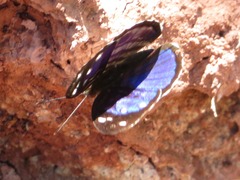Dynamine gisella