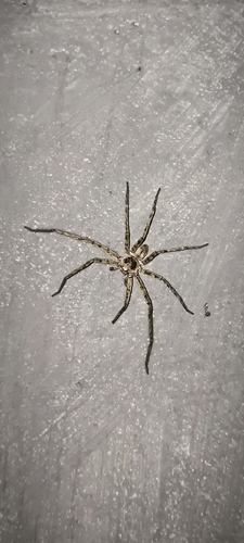 Pantropical Huntsman Spider