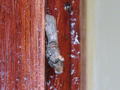 Cactoblastis cactorum