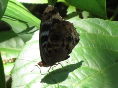 Eunica volumna