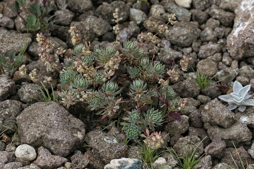 Berg Stackleaf (Psammotropha obtusa)