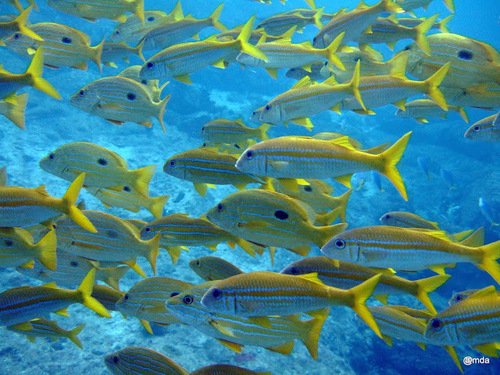 Blueline snapper (Lutjanus coeruleolineatus) — Lutjanidae