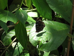 Eunica volumna