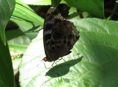 Eunica volumna