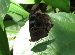 Eunica volumna